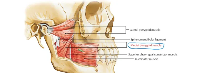 Chiropractic Redondo Beach CA TMJ