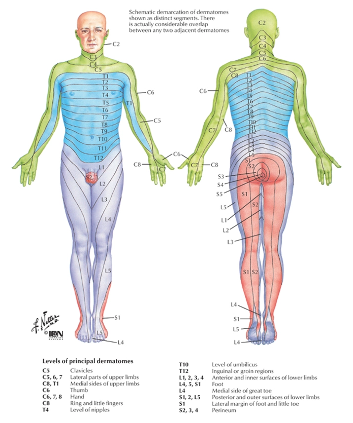 Chiropractic Redondo Beach CA Dermatomes